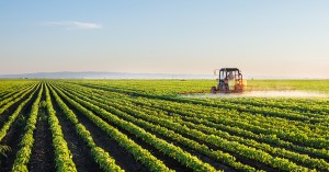 Tractor spraying soybean field at spring